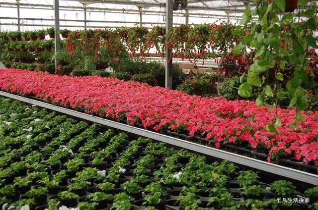 游览世界花卉大观园