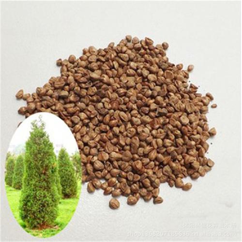 柏树种子的功效与作用柏树籽的作用有哪些