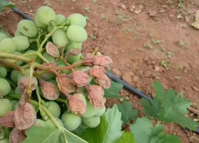 葡萄日气灼病到了高发阶段,种植户要如何避免疾病发生