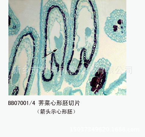 厂家直供 荠菜心形胚切片 生物切片 显微镜玻片 高校