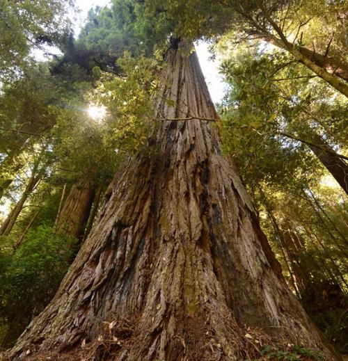 世界第一高树是怎样炼成的?
