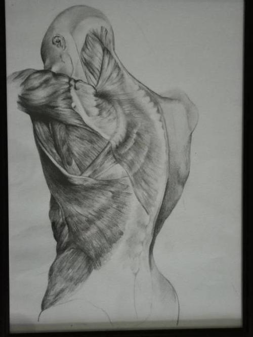 你们期待已久的-第二届"人体解剖素描作品比赛"又开始