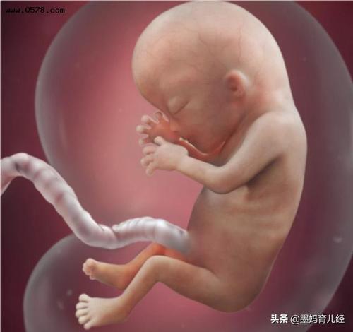 医学上胎儿13周,对我们来说是几个月,它又是怎么算的呢?
