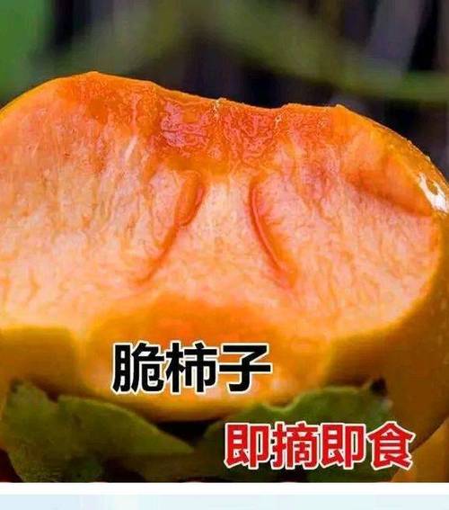 阳丰甜柿苗 日本甜柿,太秋甜柿从树上现摘现吃,味道脆甜可口.