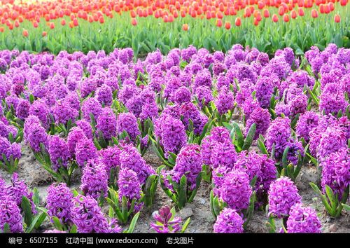 大片风信子花朵