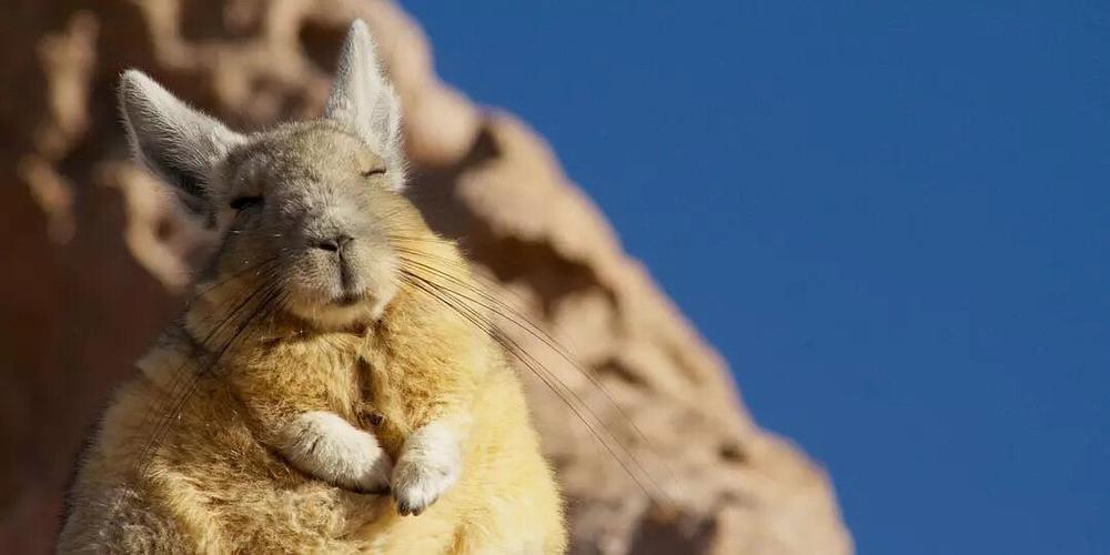 迎接早晨第一缕阳光的山兔鼠