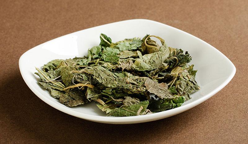 中药桑叶的图片