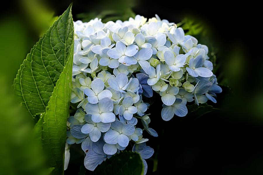 生态微距:花朵锦簇绣球花
