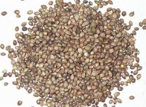 9  火麻仁(桑科植物大麻的干燥成熟果实)