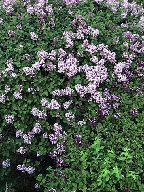 其它 丁香花  丁香花背后的事 曾梦捷是个苦命的女孩.