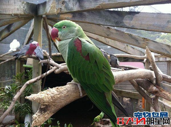 户外养殖亚历山大鹦鹉与室内养殖亚历山大鹦鹉所需要的条件