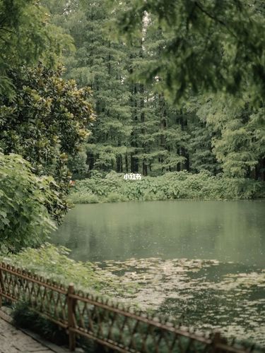 都说"晴湖不如雨湖",濛濛细雨为曲院风荷也增添一层烟雨中的诗意74