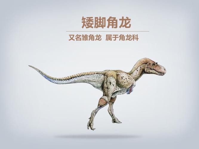 矮脚角龙
