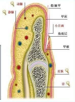 脚趾甲甲床什么意思