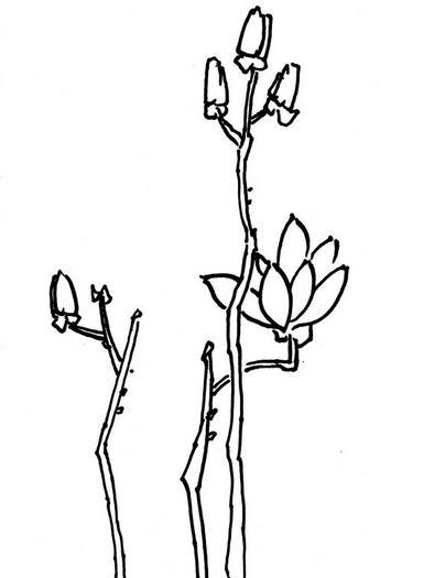 玉兰花怎么画