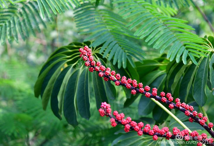 澳洲鸭脚木的花和果实
