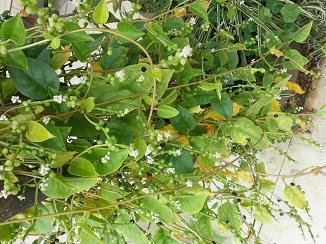 求藤本植物名称_百度知道