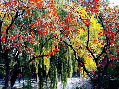 这绿里透着黄,黄里透着红,唯有初秋才会有的色彩.