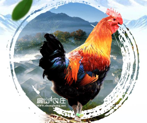 河南最大中的生态土鸡养殖基地 河南土鸡苗孵化场