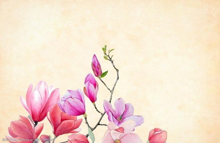 水彩玉兰花插画