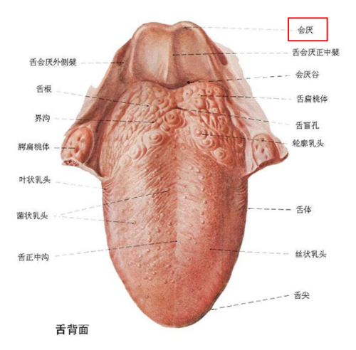 感冒可引发凶险的会厌炎 华盛顿或因它而死!
