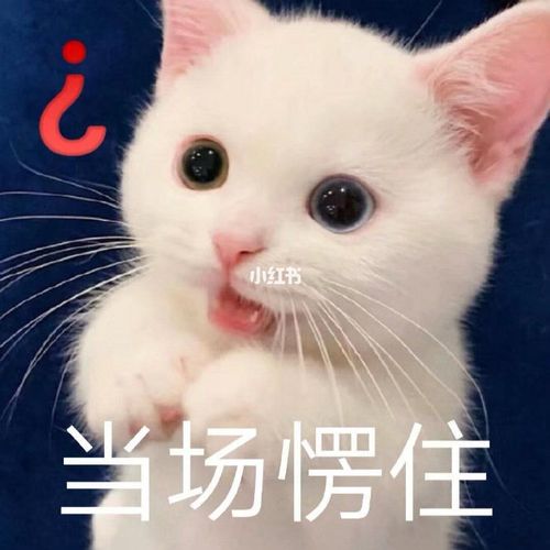 愣住表情包合集_表情包_素材_表情包