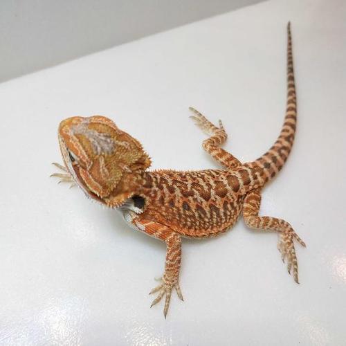 红系皮革鬃狮蜥