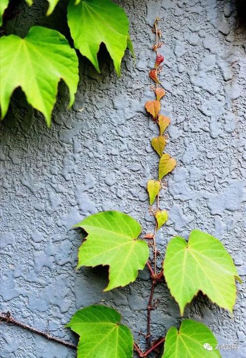 植物的力量|叶子|庄子|枝蔓|爬山虎_网易订阅