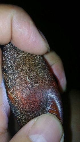 怎么样鉴别犀牛角雕刻件