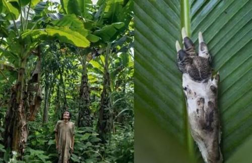 亚马逊热带雨林到底多可怕?这里被称为绿色天堂,实则人类禁区
