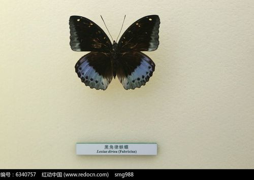 蝴蝶标本黑角律蛱蝶