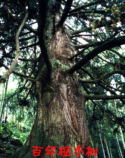 梧州枧木砧板的制作与保养为你的生活添光彩