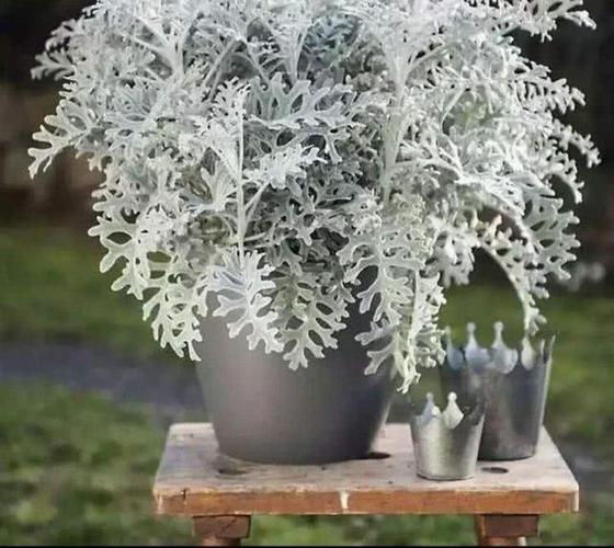 叶片像飘了雪花,银叶菊颜值真高,总是能让人眼前一亮