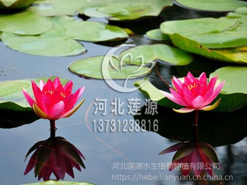 供应睡莲苗,河北睡莲苗,白洋淀睡莲种植基地直供