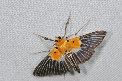 脉纹野螟蛾nevrina procopia (stoll, 1781)