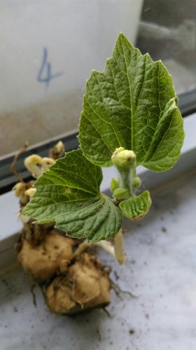 象土豆一样在地下结果的植物果实土豆小好几倍是什么