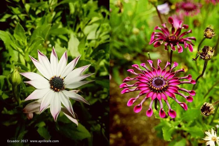 厄瓜多尔游记【那些花儿】