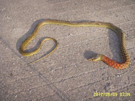 44  最佳答案 上面的乱说,这是  红脖颈槽蛇 有毒, 但是是后沟牙毒蛇