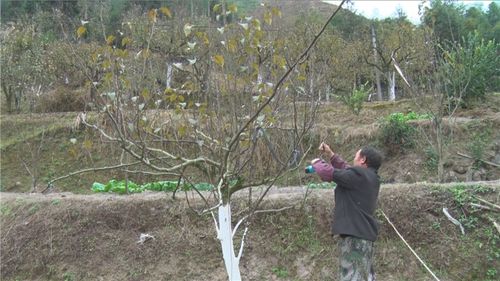 [云和]冬季剪枝正当时 梨树来年结硕果