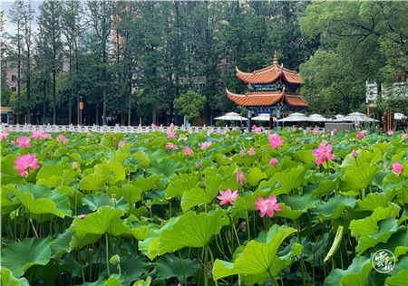 美爆!昆明翠湖公园荷花进入盛花期