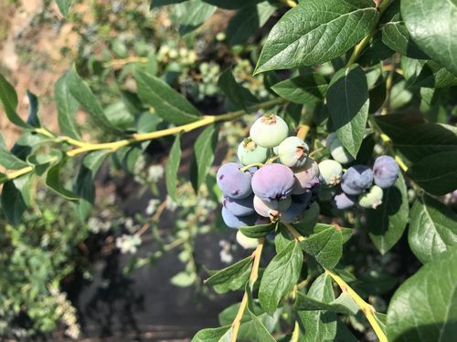 自家种植兔眼蓝莓苗蓝莓苗耐储存黔南布依族苗族自治州
