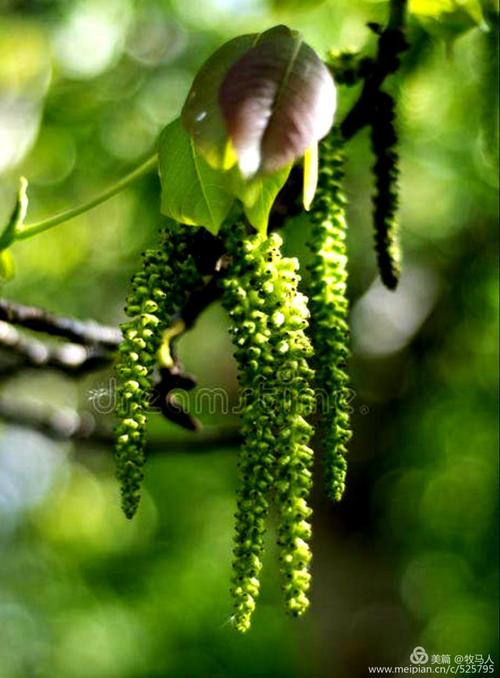 核桃树发芽 开花 结果