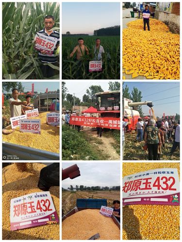 郑原玉432---想想都让人有些小激动!玉米品种中的"白富美"