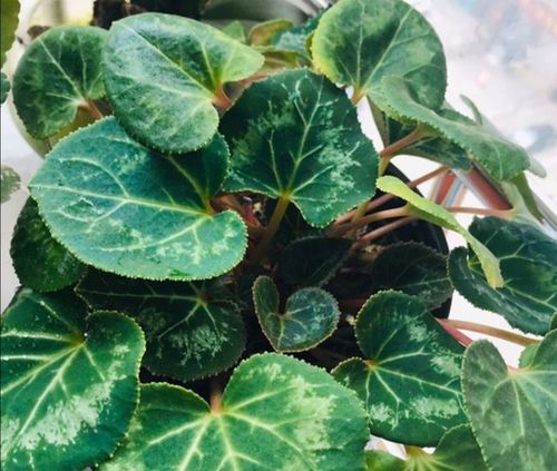 还有花友问,我家的仙客来,夏天叶子依然长得非常旺盛,还需要给它施肥