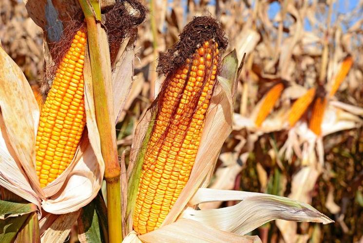 阳高县玉米收割机用途