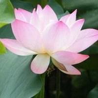 微信头像洁白莲花图片大全【点击鼠标右键下载】