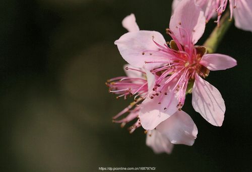 三月桃花红