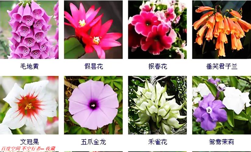 几百种常见花卉图谱,值得收藏! - 不空行者 - 曹溪一滴 (无心道场)