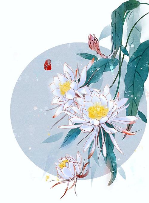 昙花