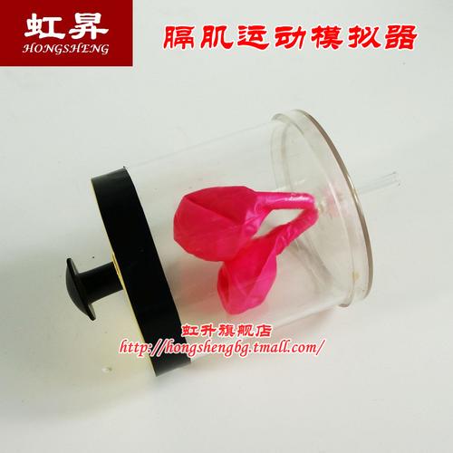 膈肌运动模拟器 j33225 中学生物实验器材模型 初中高中 教学仪器